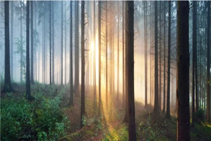 View from the workshop - Sunlight filtering through trees in a forest with fog